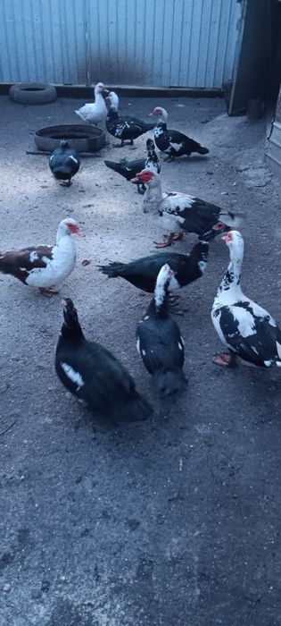 Vând rate mute( lesesti)