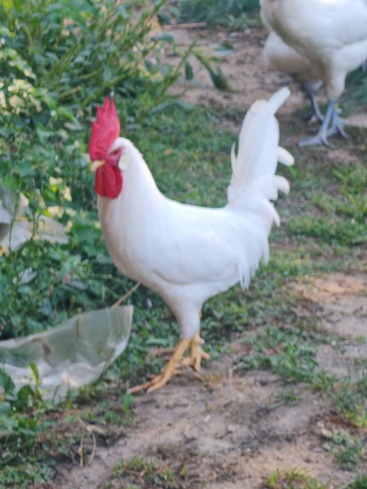 Pereche Leghorn 2025