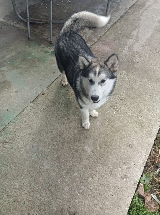 Donez câine Husky Siberian