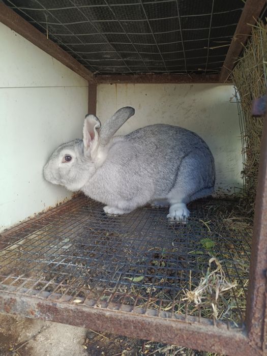 Крол.Шиншилла. самец.