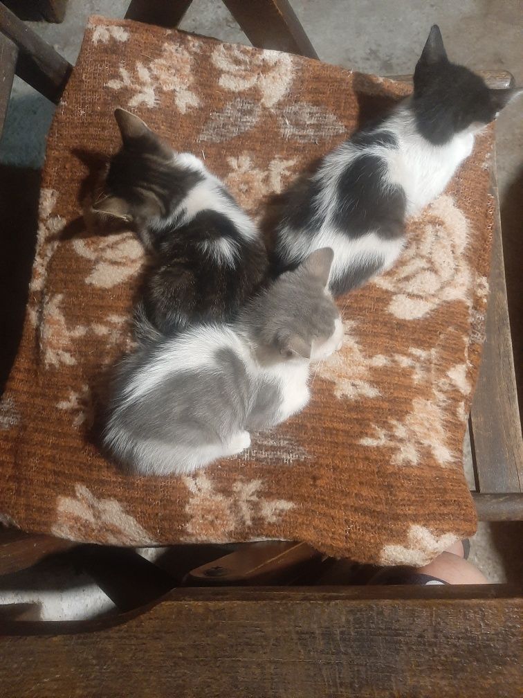 Подарявам малки котета