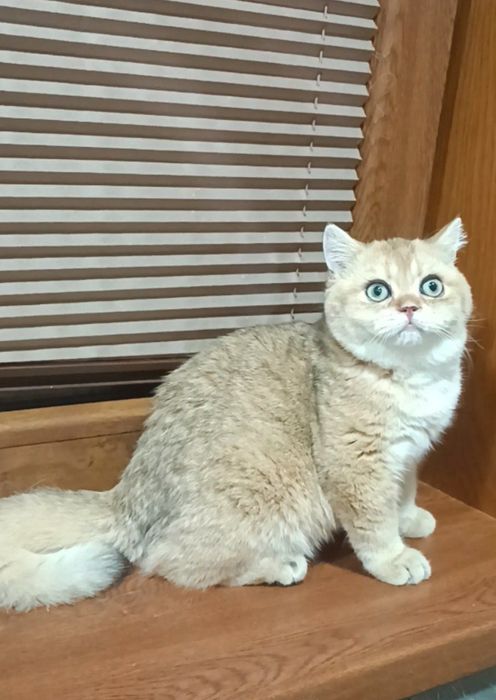 Продаются мальчики британцы золотая шиншилла