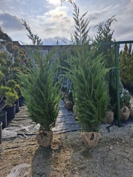 Vând plante ornamentale de înaltă calitate