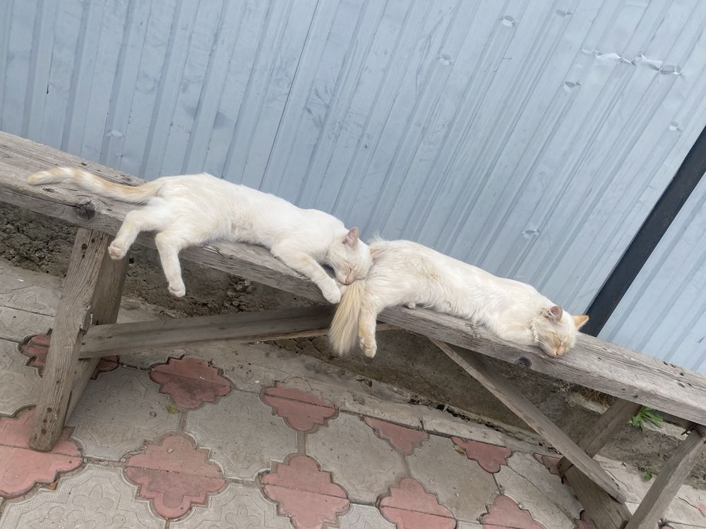 Пропали два кота