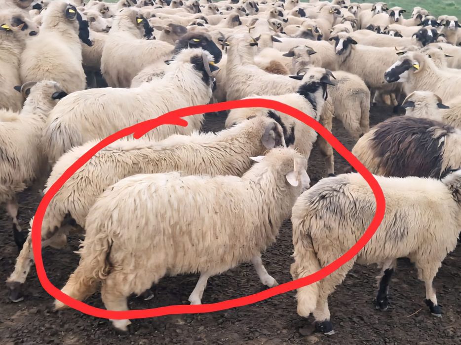 Vand oi - berbecut bal din primavara