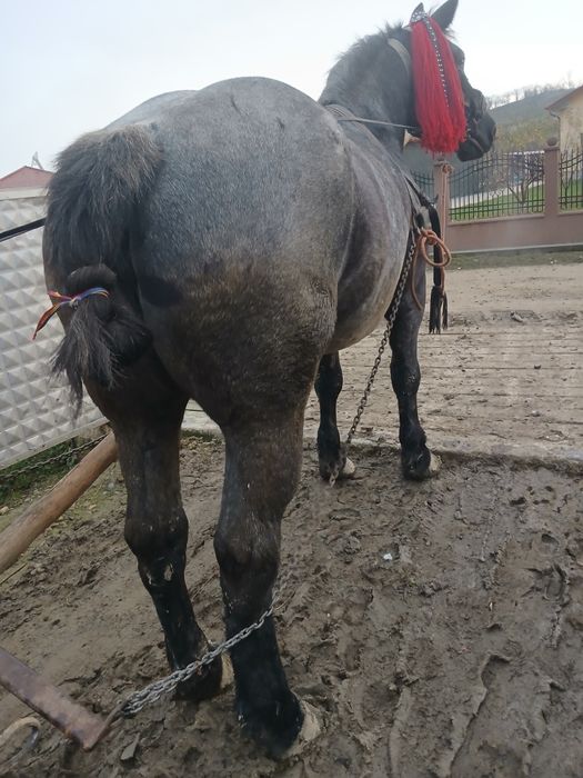 De vânzare iapă de 3 ani