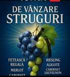 Vând struguri de vin producție 2025