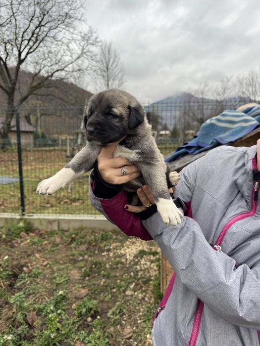 Femela kangal varsta 5 saptamâni