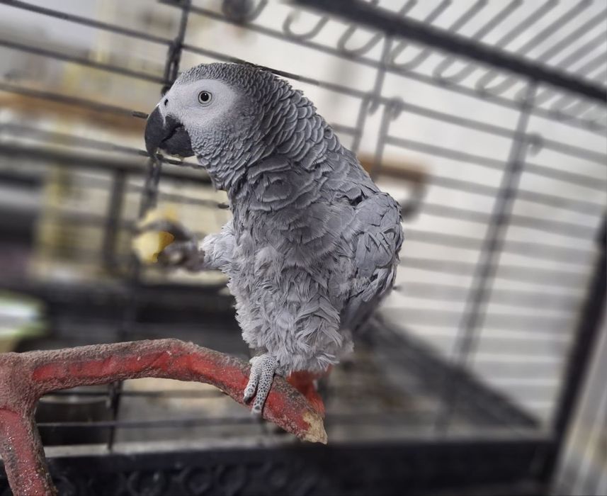 Jako sotiladi 1200 $