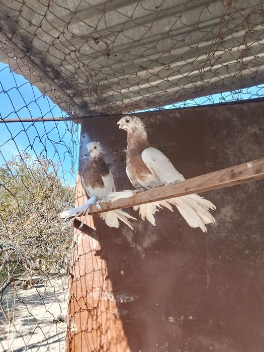 Продам 2 наваты двухчубый и чубатый