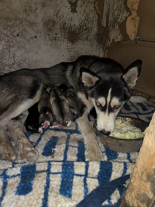 Продам щенят Хаски