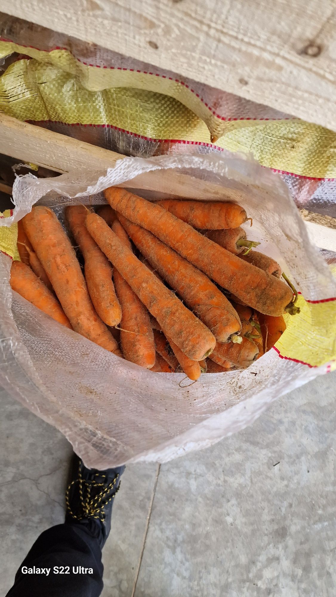 Morcov import murdar 1leu
