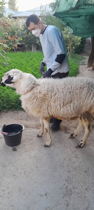 Зотли Кучкор Куйлар сотилади
