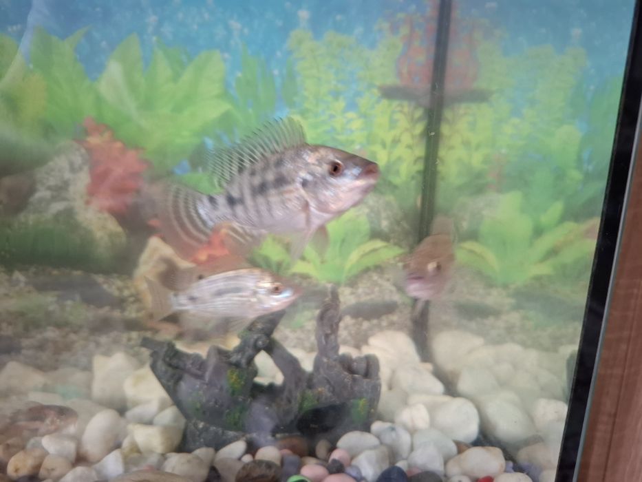 Продам рыбок Телапии