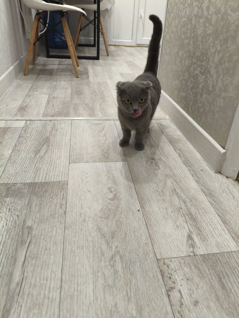 Отдам кошку вислоухую