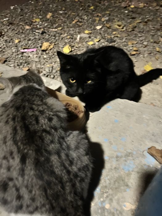 Chiroyli aqlli erkatoy o’gil bola mushuk hadyaga beriladi