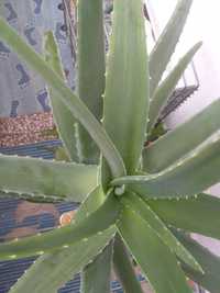 Barbadensis Miller frunze de Aloe vera