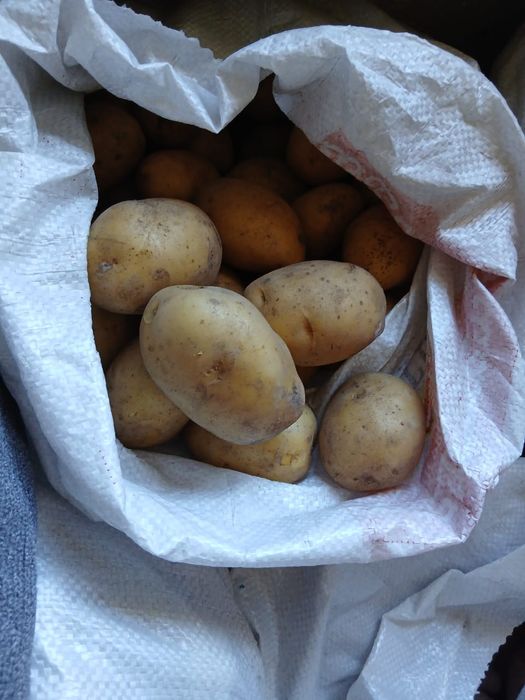 Продам картошку домашнюю белую.