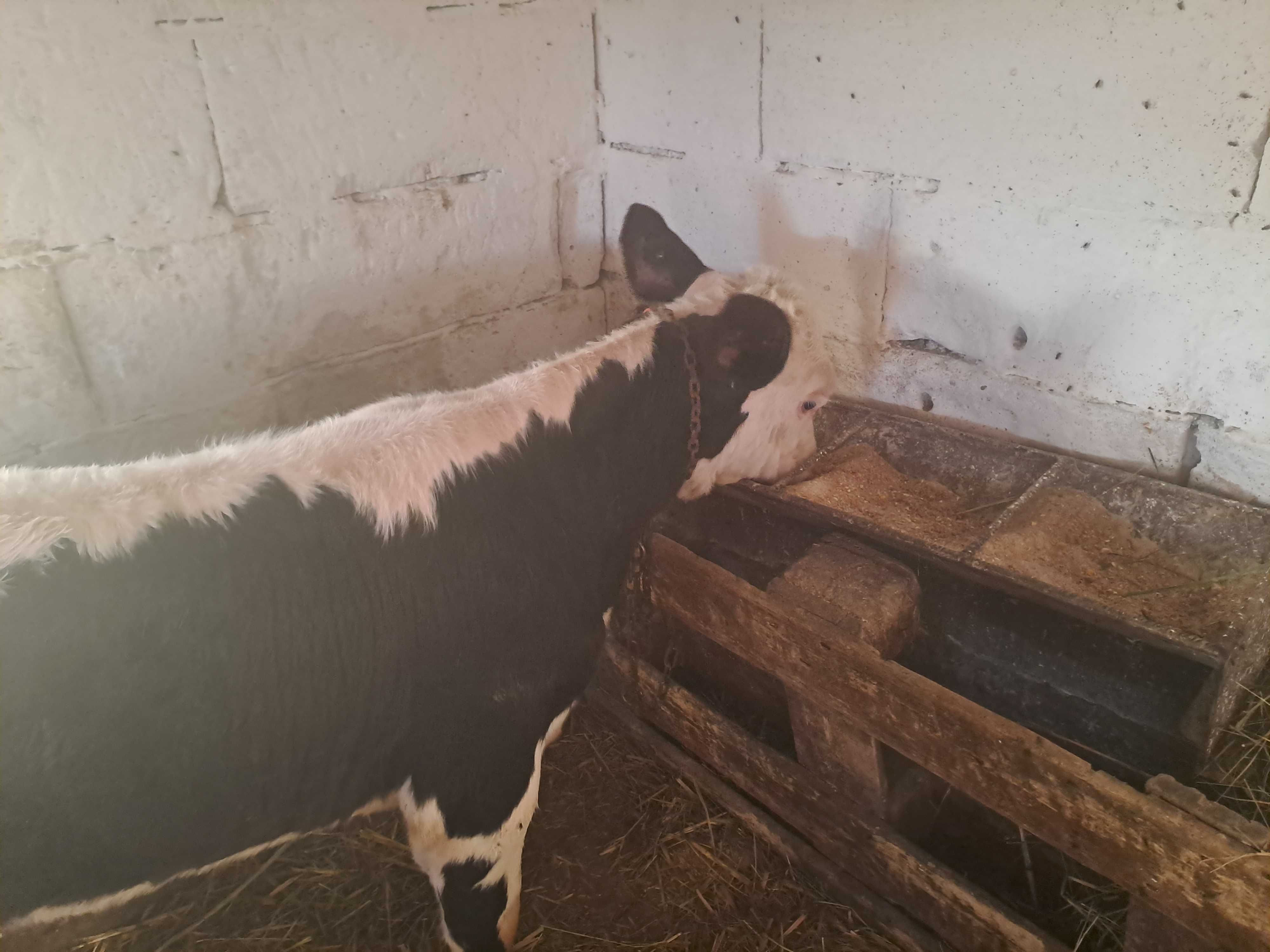 Vând 2 vițele de 2luni jumate