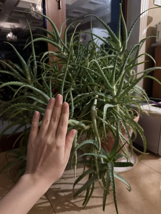 Продаётся огромный цветок алоэ