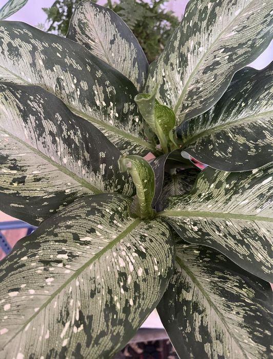 Комнатные растения