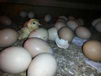 Выведу цыплят из ваших яиц в моём инкубаторе