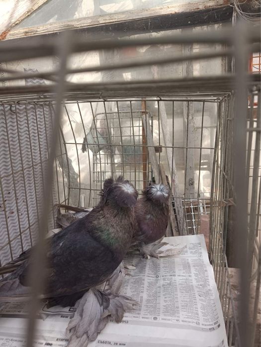 Немски Барабанчик Динкеши