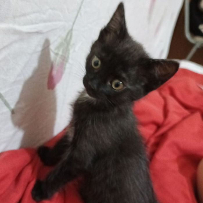 Выгул питомцев собак/кошек и т.д