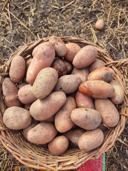 Vând cartofi  roșii cu miezul galben