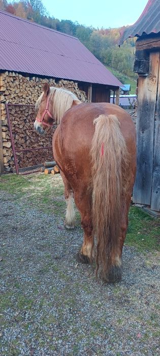 Iapa de vânzare foarte blanda