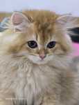 Pui british longhair, băiețel, pedigree