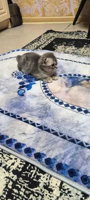 Шотландский вислоухий котенок