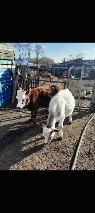 Продам    телочки     цена     договорная