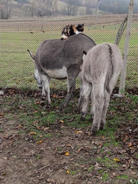 Vând două măgărițe cu pui