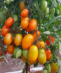 Рассада томатов, помидор , перцев и баклажан