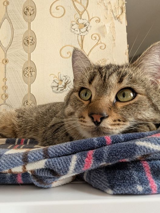 Отдам котика в добрые руки