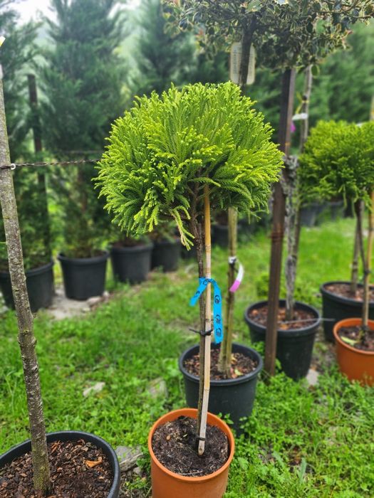 Criptomeria pe picior Photinia Red Robin Evonymus