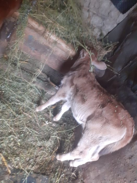 Vaca în vârstă de 6 ani și vitica de o luna