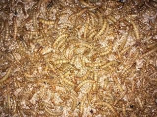 Viermi de faina/Mealworms, Super viermi /Superworms (hrana pt reptile)