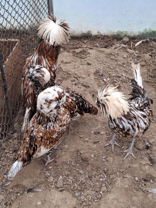 Vând familie găini Paduane porțelan 3+1