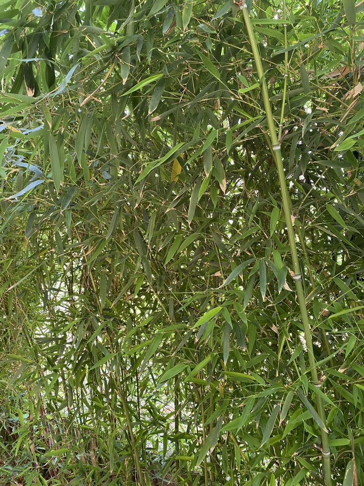 Vand planta bambus