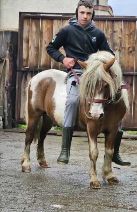 Vând ponei armăsar cuminte