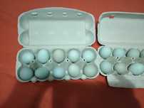 Oua pentru incubatie de araucana