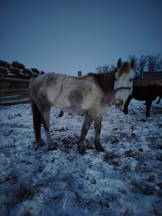 Продам табун лошадей Варианты обмена на машину или на крс и мрс