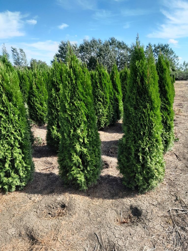 Vând tuia thuja smaragd