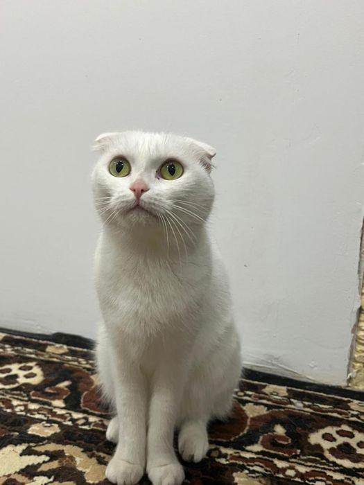 Кошечка ищет дом!