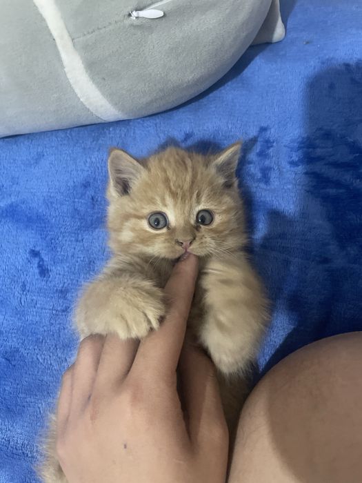 Продаются котенки 2 месяцов