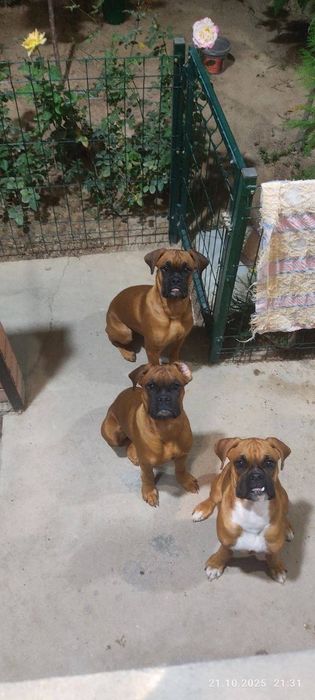 Продаются Щенки немецкого боксера