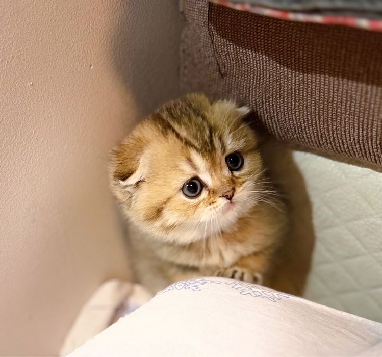 Чистокровные котята окрас золотой