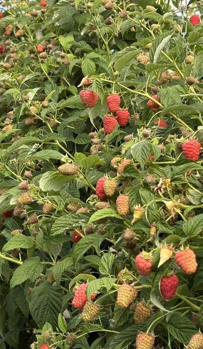 Разсад МАЛИНИ, мапема, енросадира, амира и др. ГОЛЕМИ КОЛИЧЕСТВА !